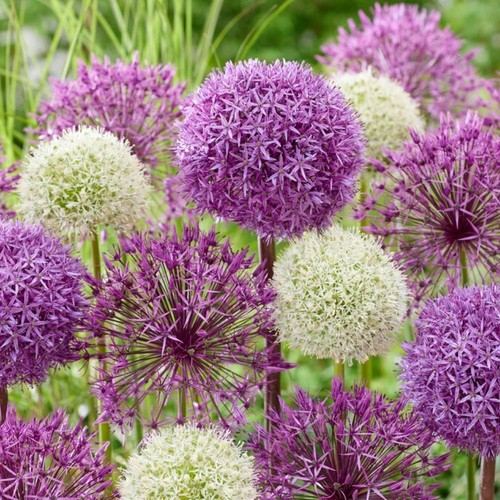 Allium giganteum zwiebeln - giganteum,