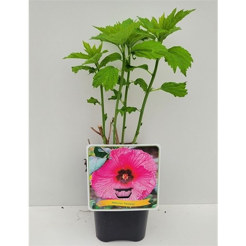 Xxl riesenhibiskus fantasia - riesenhibiskus,