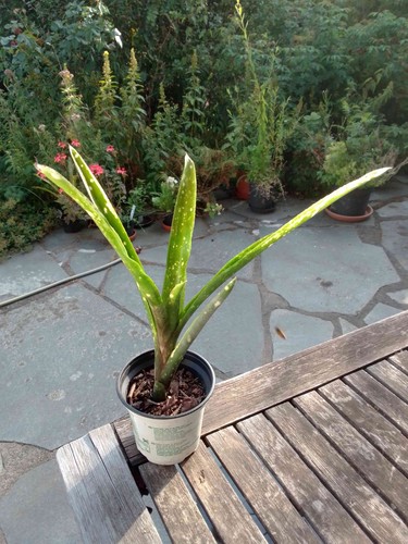 Billbergia hybride - hybride,