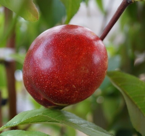 Nektarine fantasia prunus - `fantasia´,,