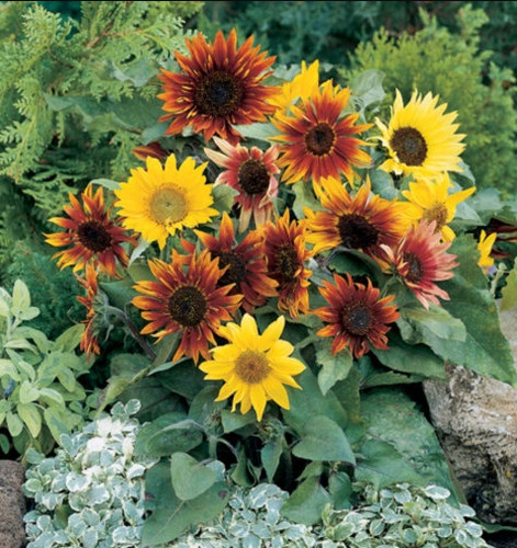 Samen sonnenblumen - samen,