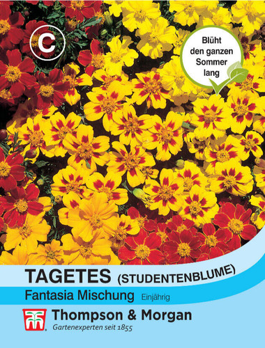 Studentenblume fantasia - studentenblume, 'fantasia