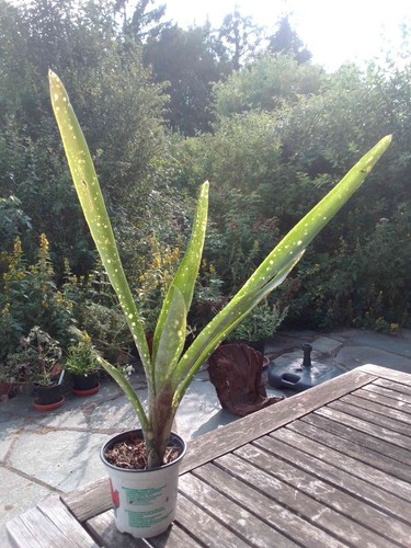 Billbergia hybride - hybride,