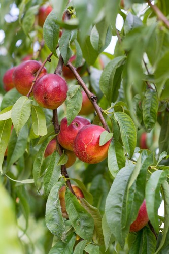 Nektarine fantasia obstbaum - nektarine,